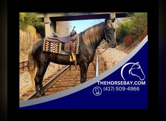 Rocky Mountain Horse, Wallach, 3 Jahre, 155 cm, Brauner