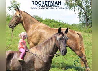 Rocky Mountain Horse, Wallach, 4 Jahre, 142 cm, Brauner