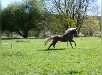 Rocky Mountain Horse, Wallach, 4 Jahre, 150 cm, Rotbrauner