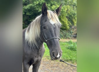 Rocky Mountain Horse, Wallach, 4 Jahre, 153 cm