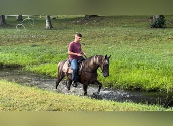 Rocky Mountain Horse, Wallach, 5 Jahre, 142 cm, Brauner