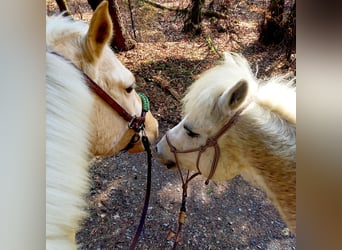 Rocky Mountain Horse, Wallach, 5 Jahre, 150 cm, Palomino