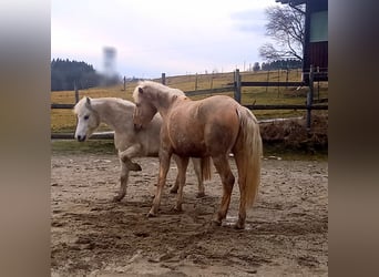 Rocky Mountain Horse, Wallach, 5 Jahre, 150 cm, Palomino