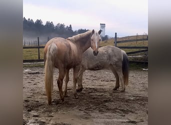 Rocky Mountain Horse, Wallach, 5 Jahre, 150 cm, Palomino