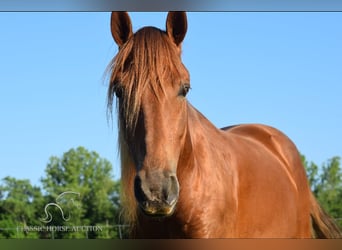 Rocky Mountain Horse, Wallach, 5 Jahre, 152 cm, Rotfuchs