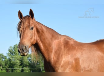 Rocky Mountain Horse, Wallach, 5 Jahre, 152 cm, Rotfuchs