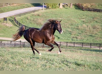 Rocky Mountain Horse, Wallach, 5 Jahre, 163 cm, Brauner