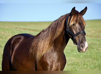 Rocky Mountain Horse, Wallach, 5 Jahre, 163 cm, Brauner