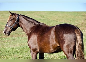 Rocky Mountain Horse, Wallach, 5 Jahre, 163 cm, Brauner