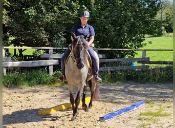 Rocky Mountain Horse, Wallach, 5 Jahre