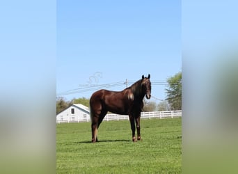Rocky Mountain Horse, Wallach, 6 Jahre, 142 cm, Brauner