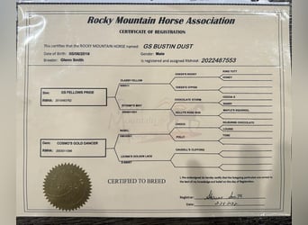 Rocky Mountain Horse, Wallach, 6 Jahre, 152 cm, Rotfuchs