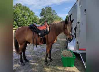 Rocky Mountain Horse, Wallach, 9 Jahre, 152 cm, Brauner
