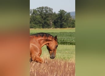 Rocky Mountain Horse, Wallach, 9 Jahre, 153 cm, Brauner