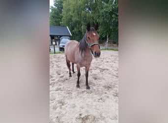 Rocky Mountain Horse, Yegua, 11 años, 145 cm, Castaño-ruano