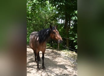 Rocky Mountain Horse, Yegua, 11 años, 145 cm, Castaño-ruano