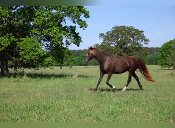 Rocky Mountain Horse, Yegua, 11 años, 147 cm, Negro