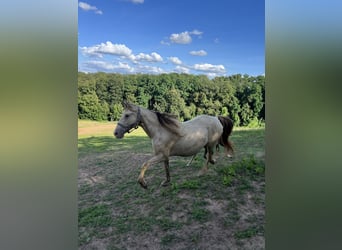 Rocky Mountain Horse, Yegua, 11 años, 150 cm, Champán