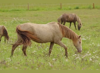 Rocky Mountain Horse, Yegua, 11 años, 150 cm, Champán