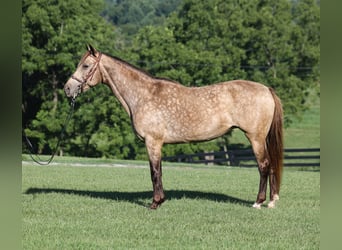 Rocky Mountain Horse, Yegua, 12 años, Buckskin/Bayo