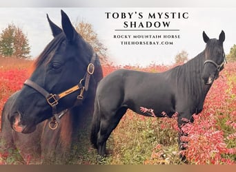 Rocky Mountain Horse, Yegua, 16 años, 152 cm, Negro