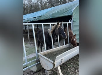 Rocky Mountain Horse, Yegua, 1 año, 140 cm, Negro