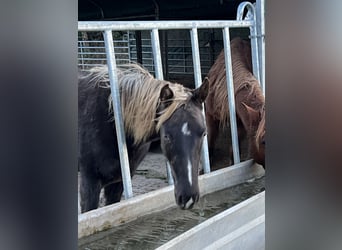 Rocky Mountain Horse, Yegua, 1 año, 140 cm, Negro