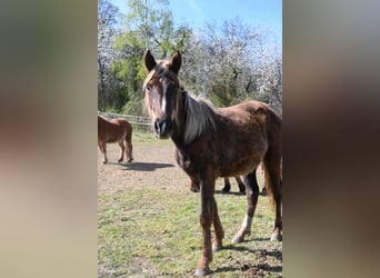Rocky Mountain Horse, Yegua, 1 año, 140 cm, Negro