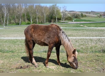 Rocky Mountain Horse, Yegua, 1 año, 140 cm, Negro