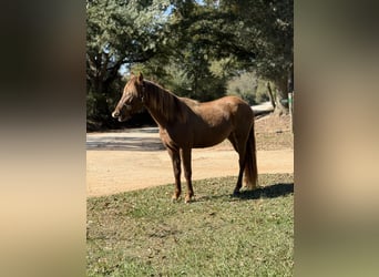 Rocky Mountain Horse, Yegua, 2 años, 142 cm, Castaño