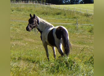 Rocky Mountain Horse, Yegua, 2 años, 156 cm, Pío