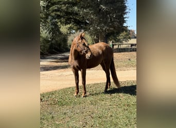 Rocky Mountain Horse, Yegua, 3 años, 142 cm, Castaño