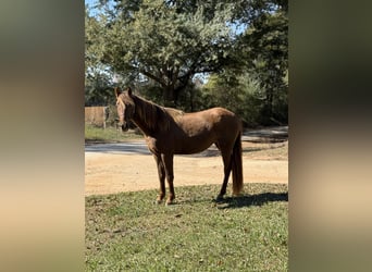 Rocky Mountain Horse, Yegua, 3 años, 142 cm, Castaño