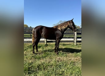 Rocky Mountain Horse, Yegua, 4 años, 152 cm, Castaño