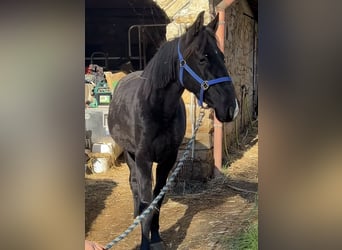 Rocky Mountain Horse, Yegua, 4 años, 153 cm, Negro