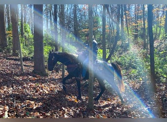 Rocky Mountain Horse, Yegua, 5 años, 142 cm, Castaño