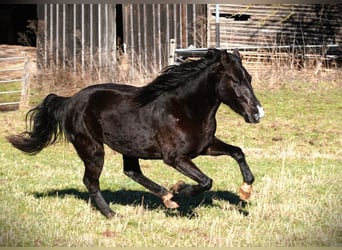 Rocky Mountain Horse, Yegua, 5 años, 146 cm, Negro