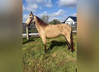 Rocky Mountain Horse, Yegua, 5 años, 147 cm, Buckskin/Bayo