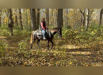 Rocky Mountain Horse, Yegua, 5 años, 152 cm, Castaño
