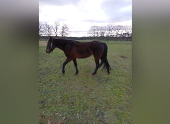 Rocky Mountain Horse, Yegua, 6 años, 152 cm, Castaño