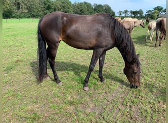 Rocky Mountain Horse, Yegua, 6 años, 152 cm, Castaño
