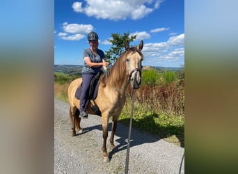 Rocky Mountain Horse, Yegua, 6 años, 155 cm, Bayo