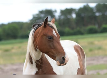 Rocky Mountain Horse Mestizo, Yegua, 7 años, 148 cm, Pío
