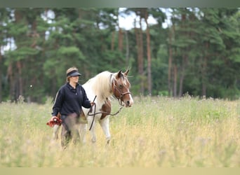 Rocky Mountain Horse Mestizo, Yegua, 7 años, 148 cm, Pío