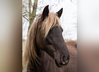 Rocky Mountain Horse, Yegua, 7 años, 155 cm