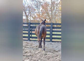 Rocky Mountain Horse, Yegua, 8 años, 147 cm, Castaño rojizo