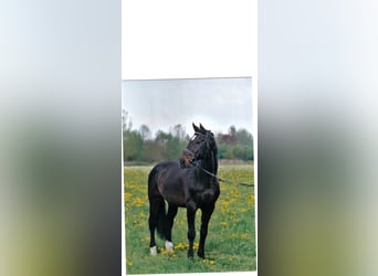 Holstein, Stallion, 40 years, 16.2 hh, Bay-Dark