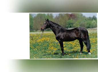 Holstein, Stallion, 40 years, 16.2 hh, Bay-Dark