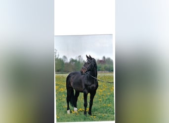 Koń holsztyński, Ogier, 42 lat, 171 cm, Ciemnogniada