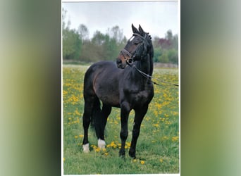 Koń holsztyński, Ogier, 42 lat, 171 cm, Ciemnogniada